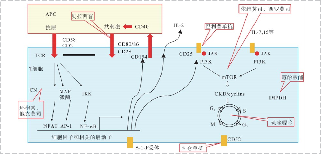 免疫抑制剂